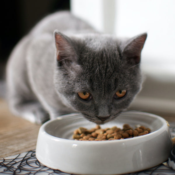 Bí Quyết Chăm Sóc Mèo Anh: Hướng Dẫn Đầy Đủ và Tận Tâm