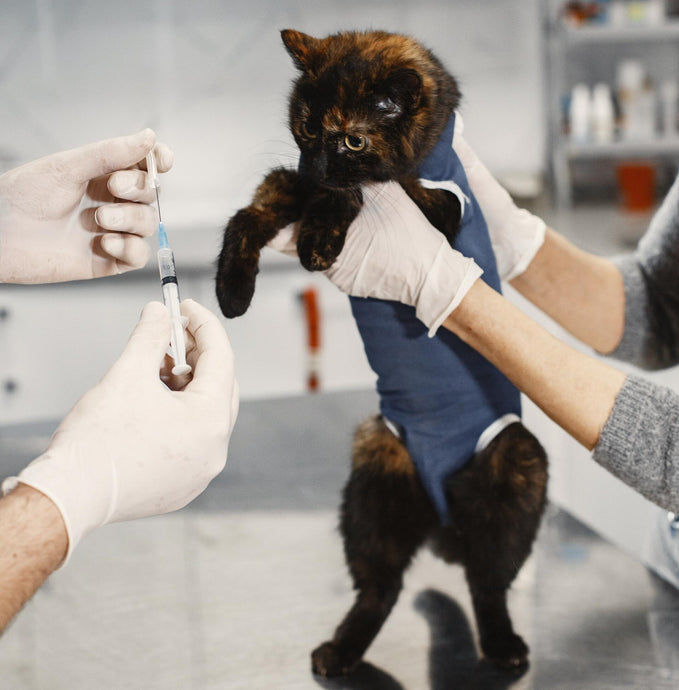 Lợi ích của việc tiêm vaccine phòng bệnh cho mèo